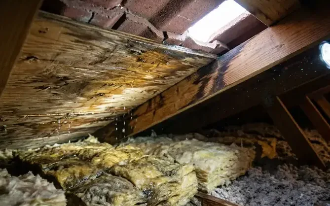 A flashlight on stained roof decking above wet attic insulation